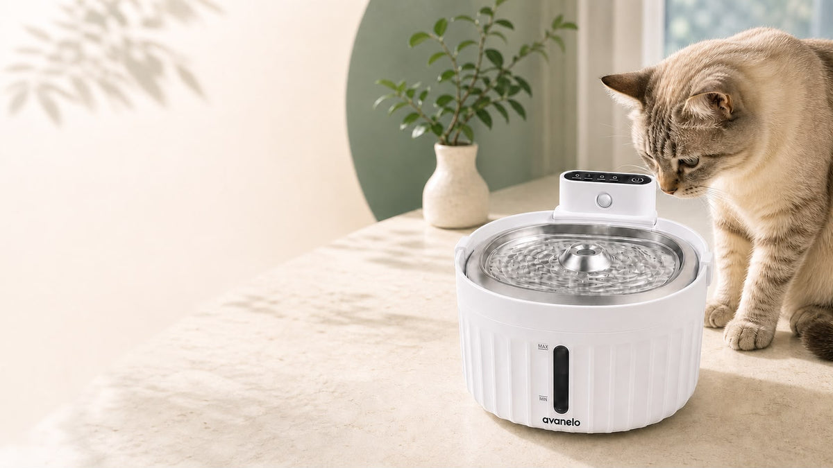 Chat près de la fontaine à eau sans fil AVANELO Flow